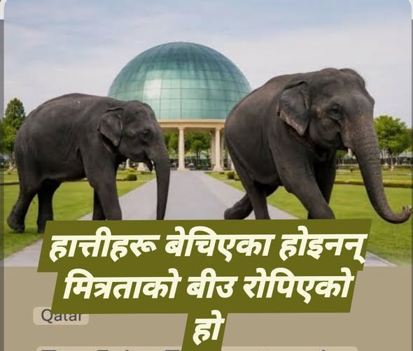 कतारमा नेपाली हात्ती: "बिदाईको आँसु होइन, मित्रताको गर्व गरौँ!"